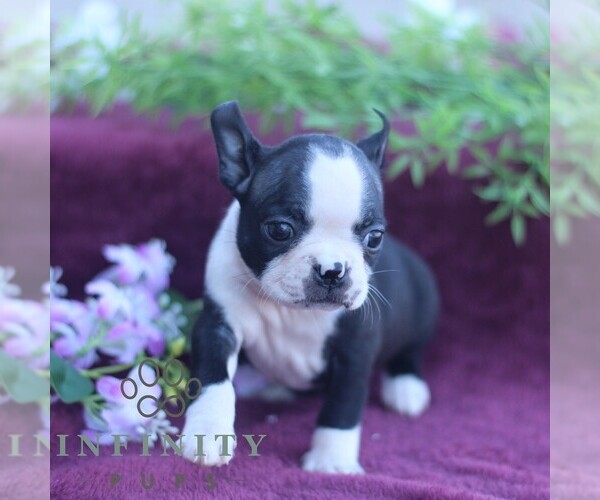 Medium Photo #1 Boston Terrier Puppy For Sale in PORT ROYAL, PA, USA