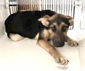 German Shepherd Dog-Unknown Mix Dogs for adoption in Houston, TX, USA