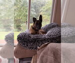 Small Photo #2 Mutt Puppy For Sale in Stevens Point, WI, USA