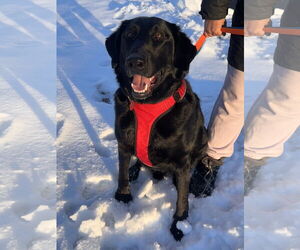 Labrador Retriever-Unknown Mix Dogs for adoption in Crystal, MN, USA