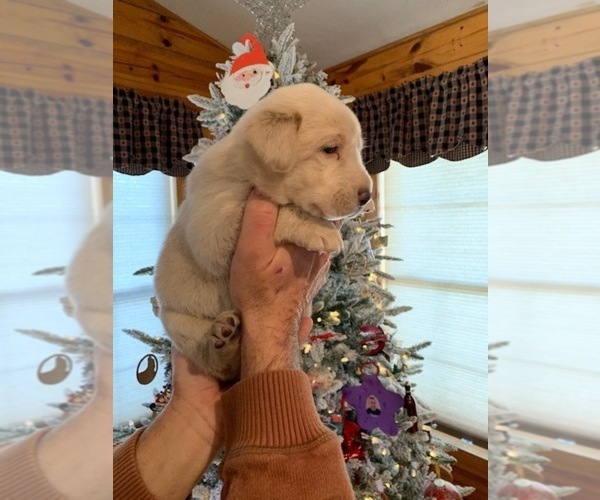Medium Photo #11 Labrador Retriever Puppy For Sale in LEASBURG, MO, USA
