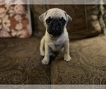 Small Photo #6 Pug Puppy For Sale in SAINT AUGUSTINE, FL, USA