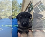 Small #19 German Shepherd Dog