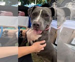 Small Photo #2 American Pit Bull Terrier-Unknown Mix Puppy For Sale in Germantown, OH, USA