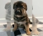 Puppy 7 Australian Shepherd-German Shepherd Dog Mix