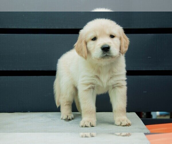 Medium Photo #2 Golden Retriever Puppy For Sale in MISHAWAKA, IN, USA