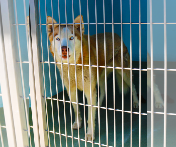 Medium Photo #2 Siberian Husky Puppy For Sale in Pasadena, CA, USA