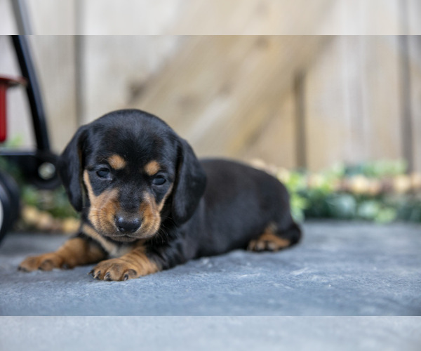 Medium Photo #3 Dachshund Puppy For Sale in GREENWICH, OH, USA