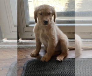 Golden Retriever Puppy for sale in BEECH GROVE, IN, USA