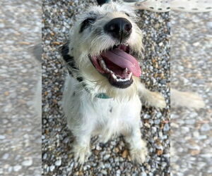 Mutt Dogs for adoption in Tarboro, NC, USA