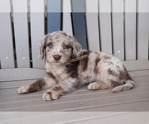 Miniature Labradoodle Puppy for sale in SHILOH, OH, USA