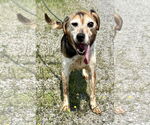 Small #2 Beagle