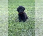 Puppy Orange Labrador Retriever