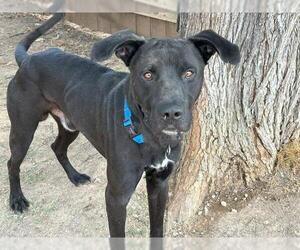 Labrador Retriever Dogs for adoption in Waco, TX, USA