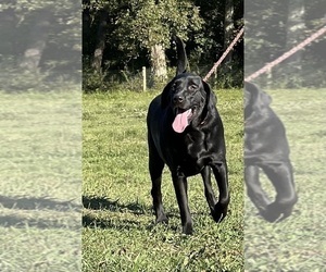 Mother of the Labrador Retriever puppies born on 03/11/2026