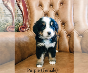 Bernese Mountain Dog Puppy for sale in BOLIVAR, MO, USA