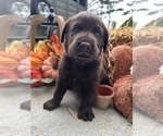 Image preview for Ad Listing. Nickname: AKC Chocolates