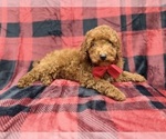 Small #1 Poodle (Miniature)