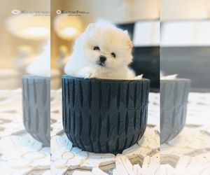 Pomeranian Puppy for sale in CHARLOTTE, NC, USA