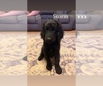 Small Photo #9 Goldendoodle Puppy For Sale in DENVER, NC, USA