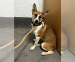 Small German Shepherd Dog Mix