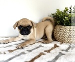 Small #1 Pug