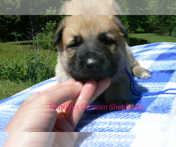 Medium Photo #6 German Shepherd Dog Puppy For Sale in PIEDMONT, MO, USA