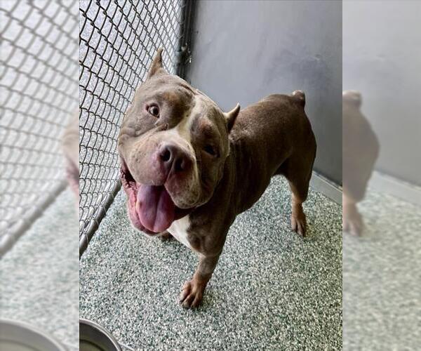 Medium Photo #1 Mutt Puppy For Sale in Salisbury, NC, USA