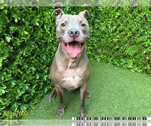 American Pit Bull Terrier Dogs for adoption in West Palm Beach, FL, USA