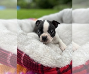 Boston Terrier Puppy for sale in BOWLING GREEN, KY, USA