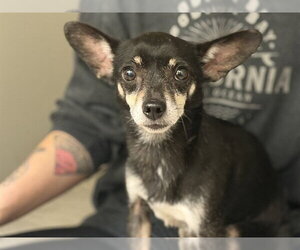 Chihuahua-Unknown Mix Dogs for adoption in Grand Prairie, TX, USA