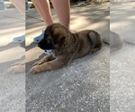 Small Photo #8 German Shepherd Dog Puppy For Sale in GRAND ISLAND, FL, USA