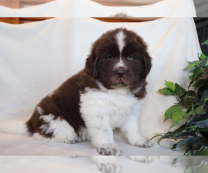 Newfoundland Puppy for sale in SHILOH, OH, USA