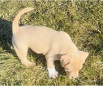 Small #4 American Bully
