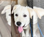 Small #1 Great Pyrenees Mix