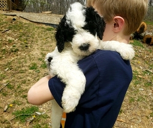 Bernedoodle Puppy for sale in COLUMBIA, MO, USA