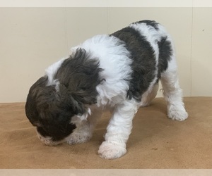 Poodle (Standard) Puppy for sale in WINNSBORO, TX, USA