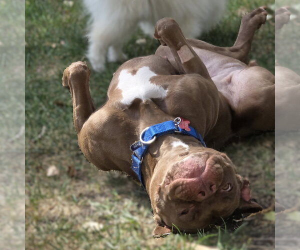 Medium Photo #3 Mutt Puppy For Sale in Fargo, ND, USA