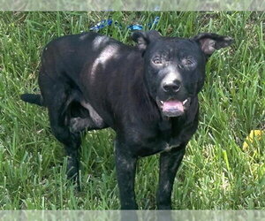 Staffordshire Bull Terrier Dogs for adoption in Houston, TX, USA