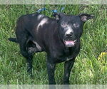 Small Staffordshire Bull Terrier