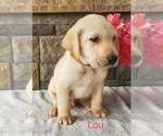 Small Photo #5 Labrador Retriever Puppy For Sale in CATO, NY, USA