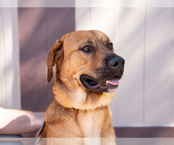 Medium Photo #8 Mastiff-Rhodesian Ridgeback Mix Puppy For Sale in Lake Forest, CA, USA