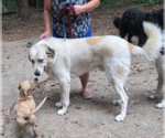 Small #3 Great Pyrenees Mix