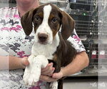 Small #1 Mutt
