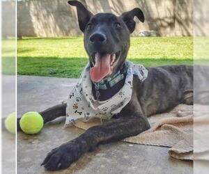 Mutt Dogs for adoption in Bakersfield, CA, USA