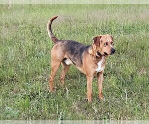 Father of the Catahoula Leopard Dog puppies born on 02/27/2023