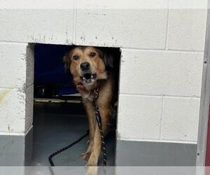 German Shepherd Dog-Unknown Mix Dogs for adoption in Visalia, CA, USA