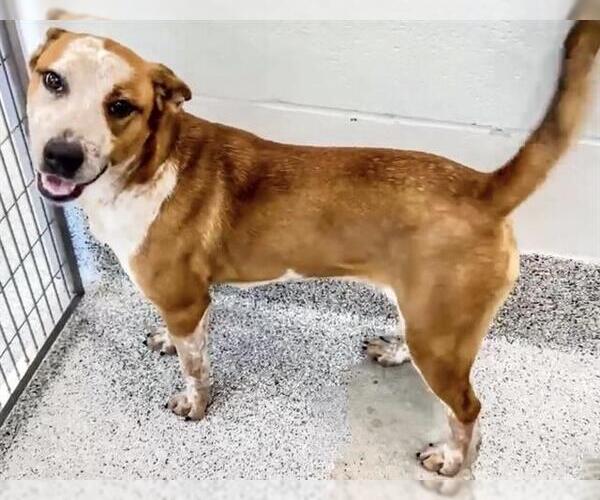 Medium Photo #3 Mutt Puppy For Sale in Houston, TX, USA