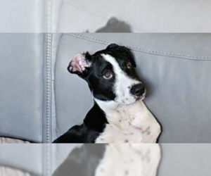 Medium Border Collie Mix