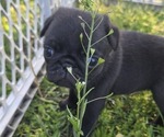 Puppy Stripe Pug